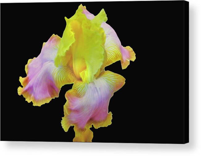 Iris Acrylic Print featuring the photograph Yellow and Pink Iris by Mike Stephens