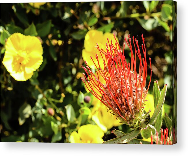 Yellow Acrylic Print featuring the photograph Yellow and Red by Tom Potter