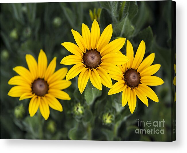 Asteraceae Acrylic Print featuring the photograph Yellow Daisy by John Greim