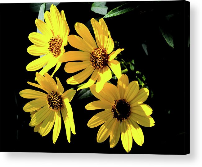 Nature Acrylic Print featuring the photograph Yellow Dasies by Bradley Dever