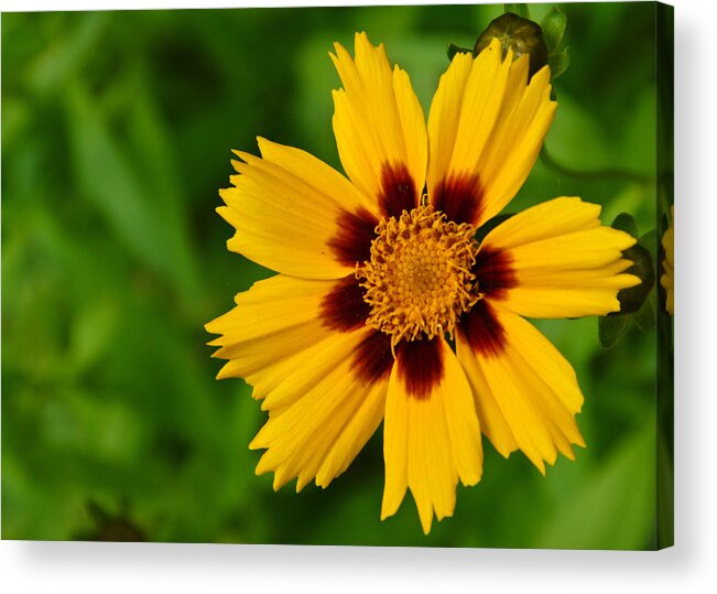 Flower Acrylic Print featuring the photograph Yellow Flower by Edward Myers