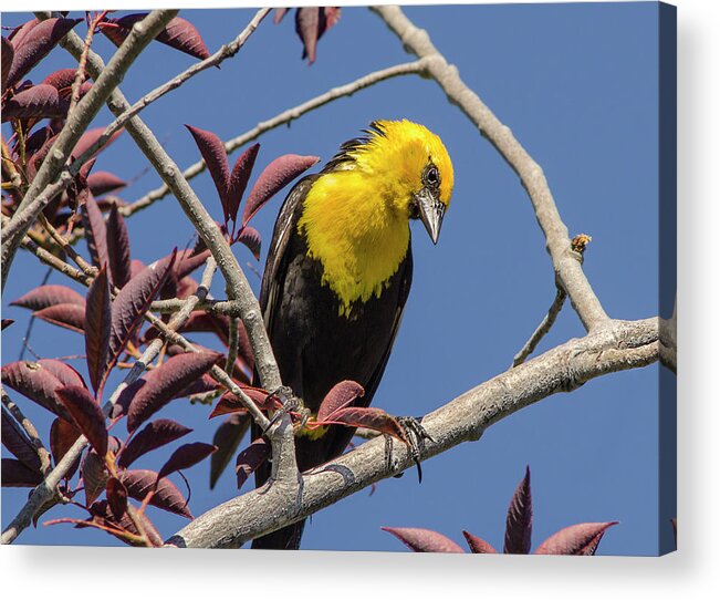 Nature Acrylic Print featuring the photograph Yellow Headed Blackbird 3 by Rick Mosher