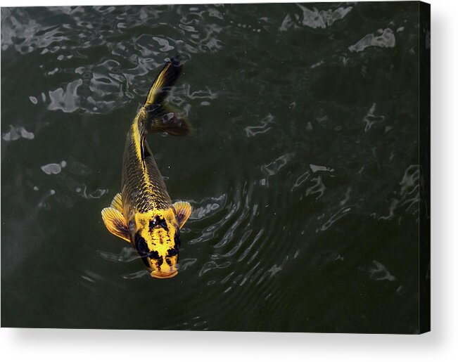 Koi Acrylic Print featuring the photograph Yellow Koi 5 by Mary Bedy