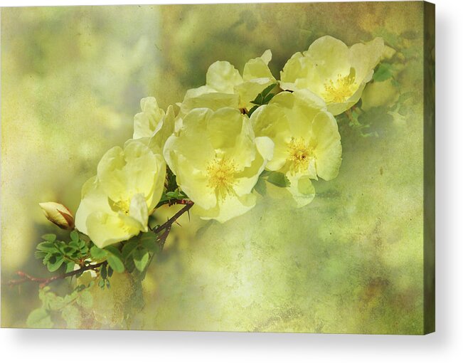 Botanicals Acrylic Print featuring the photograph Yellow Roses by Elaine Manley