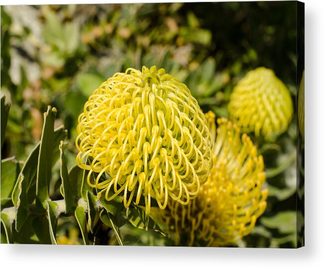 Floral Acrylic Print featuring the photograph Yellow Spider Flower by Tom Potter
