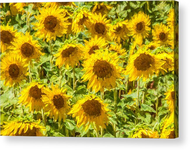 David Letts Acrylic Print featuring the painting Yellow Sunflowers by David Letts