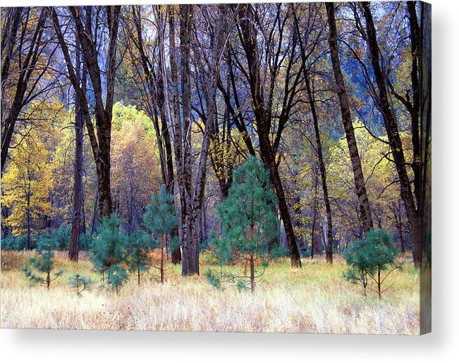 California Acrylic Print featuring the photograph Yosemite Valley by Eric Foltz
