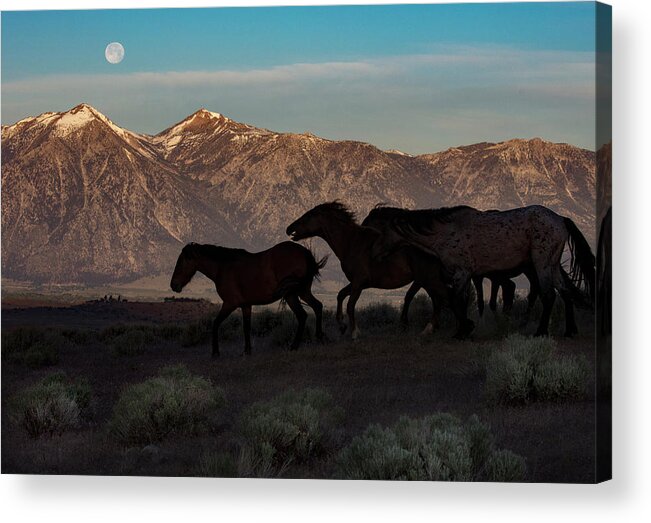  Acrylic Print featuring the photograph _z3a4237 by John T Humphrey