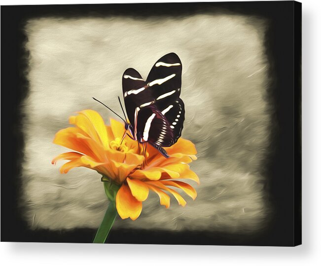 Zebra Long Wing Butterfly Acrylic Print featuring the photograph Zebra Butterfly by Steven Michael