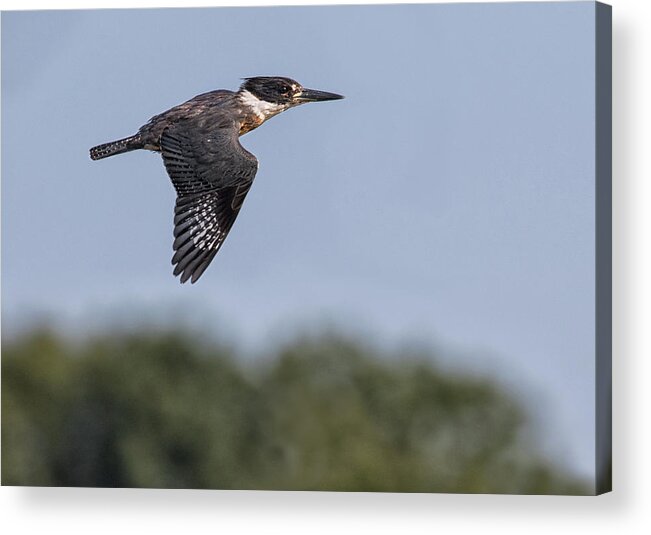 Belted Kingfisher Acrylic Print featuring the photograph Zoom by Art Cole