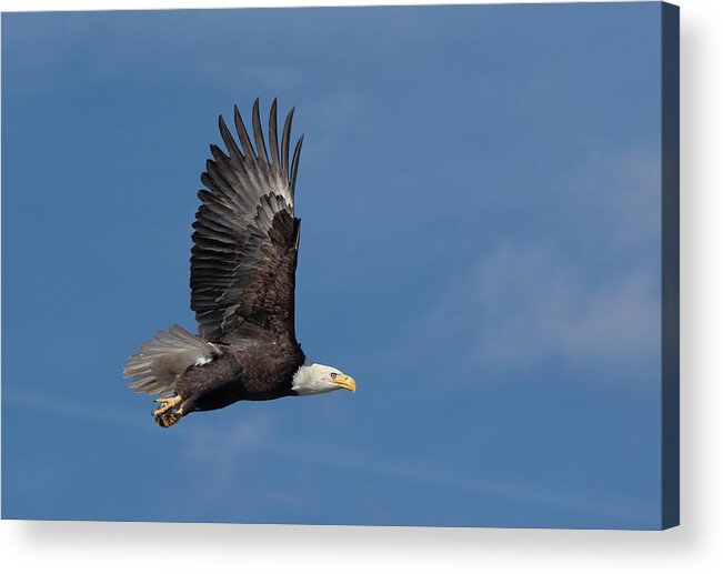 Raptor Acrylic Print featuring the photograph American Bald Eagle in Flight #1 by Rick Mosher