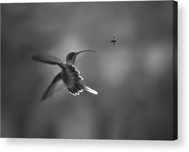 Blackandwhite Acrylic Print featuring the photograph Battle #1 by Larry Deng