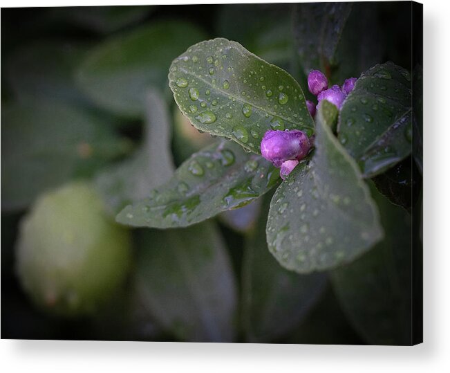 Citrus Acrylic Print featuring the photograph Citrus No. 7 by Al White