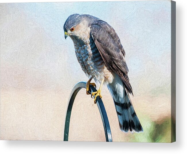 Raptor Acrylic Print featuring the photograph Coopers Hawk by Cathy Kovarik