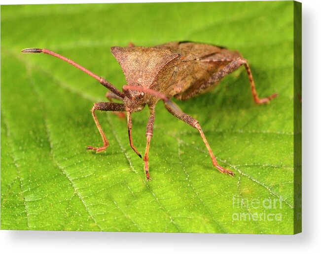 Animal Acrylic Print featuring the photograph Dock Bug #1 by Nigel Downer/science Photo Library