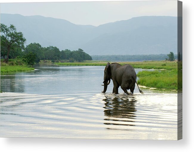 Botswana Acrylic Print featuring the photograph Large Bull Elephant Loxodonta Africana #1 by Christopher Scott