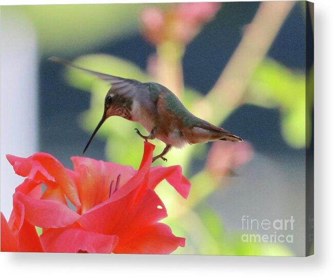 Hummingbird Acrylic Print featuring the photograph Lightly Touching Down #2 by Carol Groenen
