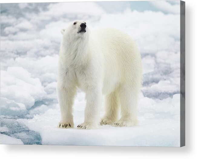 Vertebrate Acrylic Print featuring the photograph Polar Bear #1 by Kencanning