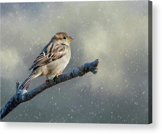 Sparrow Acrylic Print featuring the photograph The First Snow #1 by Cathy Kovarik