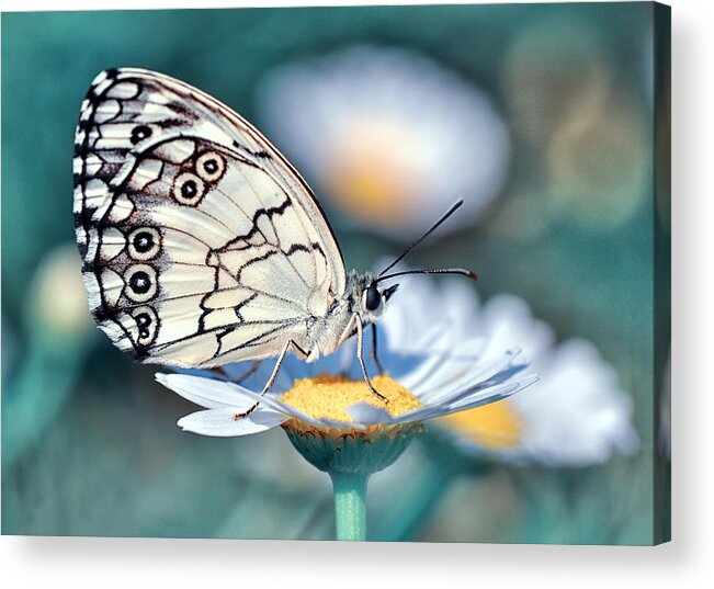 Macro Acrylic Print featuring the photograph Angel #12 by Mustafa ztrk