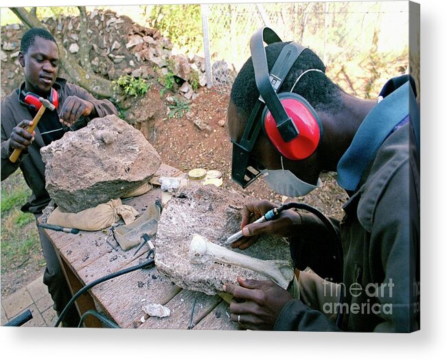 Anthropological Acrylic Print featuring the photograph Archaeological Excavation #2 by John Reader/science Photo Library