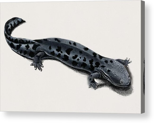 Science Acrylic Print featuring the painting Hellbender Salamander Cryptobranchus alleganiensis illustrated by Charles Dessalines D Orbigny 1 #2 by Celestial Images