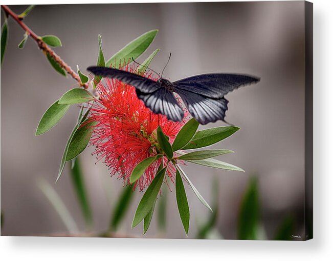 2071_butterfly House-hdr Acrylic Print featuring the photograph 2071_butterfly House-hdr by Gordon Semmens