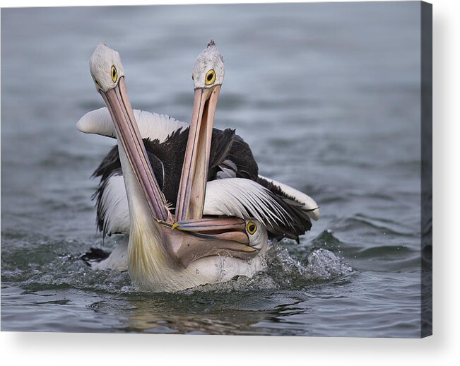 Pelican Acrylic Print featuring the photograph 3-some by C.s.tjandra