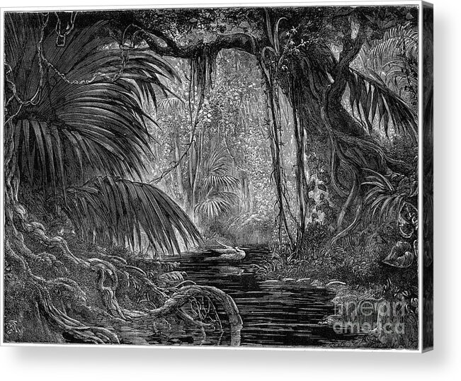 Engraving Acrylic Print featuring the drawing A Forest Scene In Peru, 1877 by Print Collector