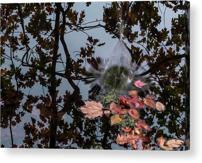 Acorn Falling Into Pond With Tree Reflections Acrylic Print featuring the photograph Acorn Falling Into Pond With Tree Reflections by Anthony Paladino
