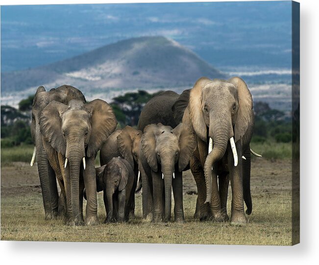 Kenya Acrylic Print featuring the photograph African Elephants Loxodonta Africana by Mike Hill