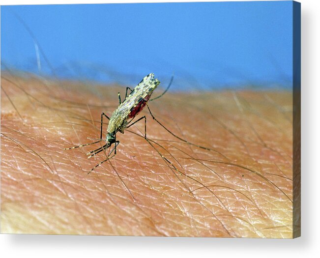 Adult Acrylic Print featuring the photograph African Malaria Vector Mosquito by Nigel Cattlin