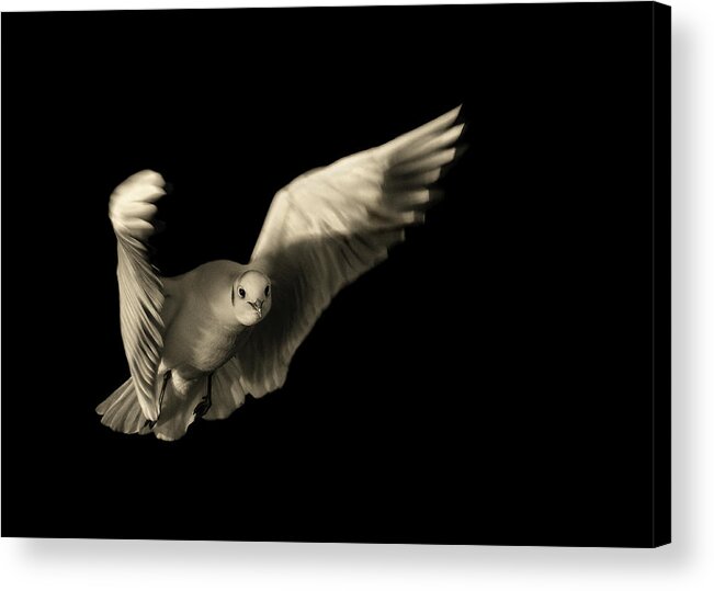 Bird Acrylic Print featuring the photograph Air Breaking by Anthonyroberts