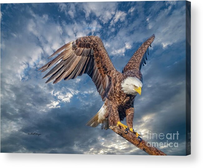 Eagles Acrylic Print featuring the photograph American Bald Eagle Incoming TWO by DB Hayes