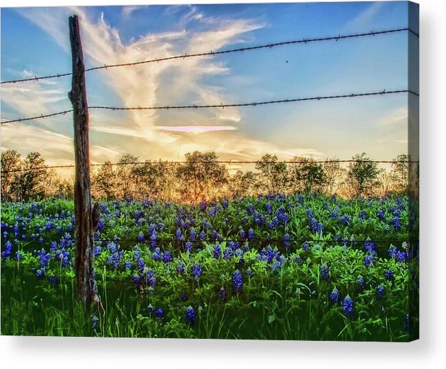 Bluebonnets Acrylic Print featuring the photograph Angel in the Sky by Ronnie Prcin