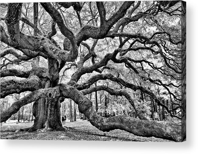 Charleston Acrylic Print featuring the photograph Angel Oak Tree by Louis Dallara