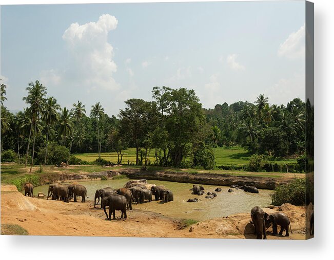 Scenics Acrylic Print featuring the photograph Asian Elephants Bathing by John Elk Iii