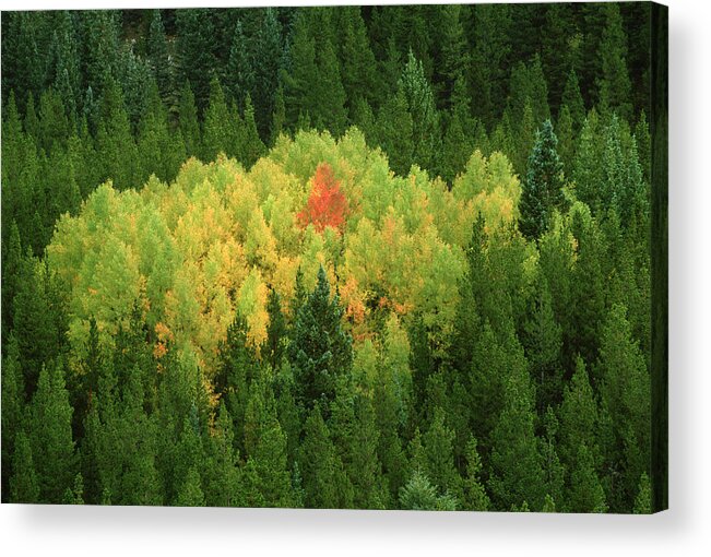 Season Acrylic Print featuring the photograph Aspen Trees Populus Tremuloides by Adam Jones
