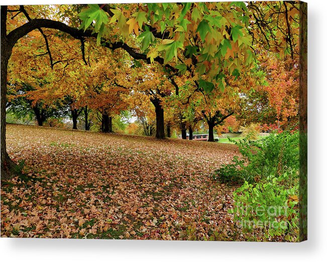 Autumn Acrylic Print featuring the photograph Autumn Colored Leaves by Sandra J's