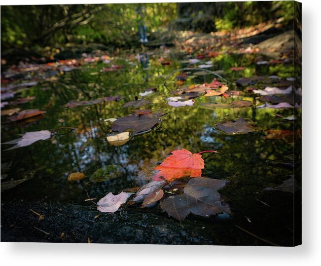 Autumn Acrylic Print featuring the photograph Autumn Leaf by Silvia Marcoschamer