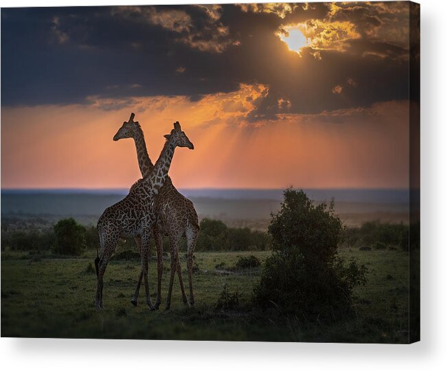 Giraffe Acrylic Print featuring the photograph Backlighting At The Dusk by Annie Poreider