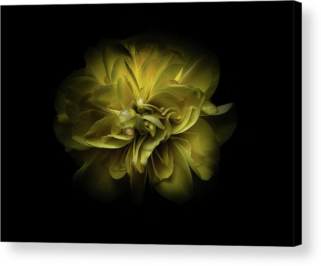 Brian Carson Acrylic Print featuring the photograph Backyard Flowers 67 Color Version by Brian Carson