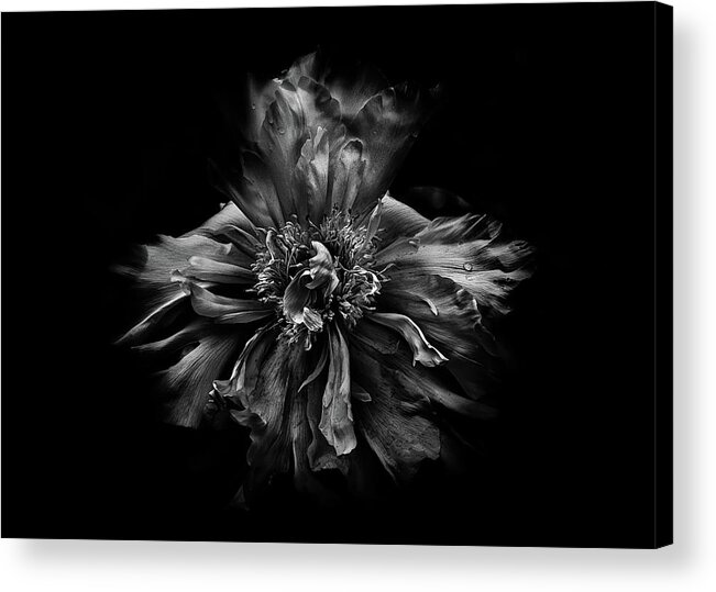 Brian Carson Acrylic Print featuring the photograph Backyard Flowers In Black And White 49 by Brian Carson