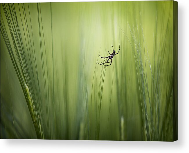 Spider Acrylic Print featuring the photograph Balance by Dirk Eidner
