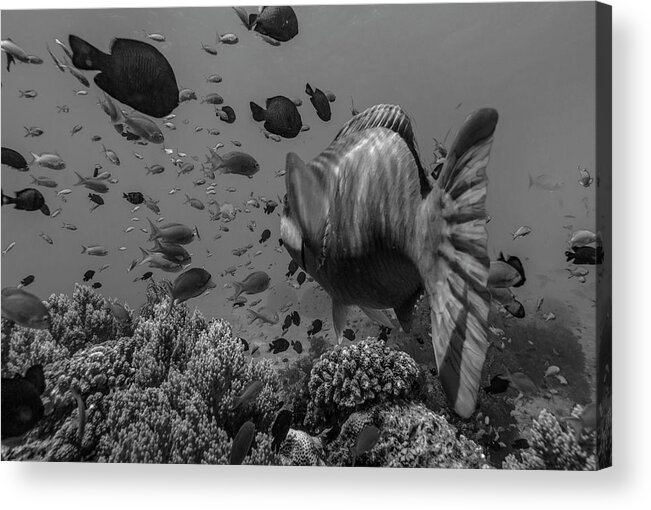 Disk1215 Acrylic Print featuring the photograph Balicasag Island Fish Philippines by Tim Fitzharris