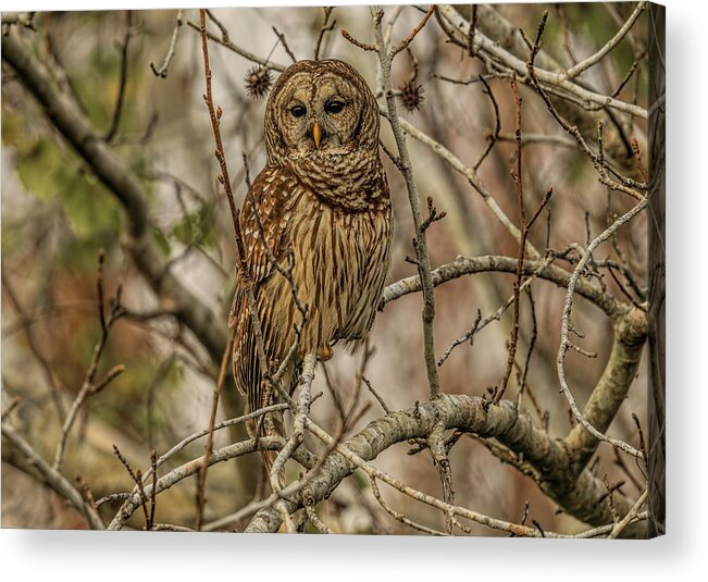 Barredowl Acrylic Print featuring the photograph barred Owl by Justin Battles