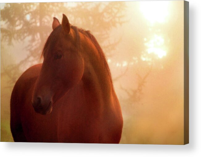 Horse Acrylic Print featuring the photograph Bay Horse In Fog At Sunrise by Anne Louise Macdonald Of Hug A Horse Farm