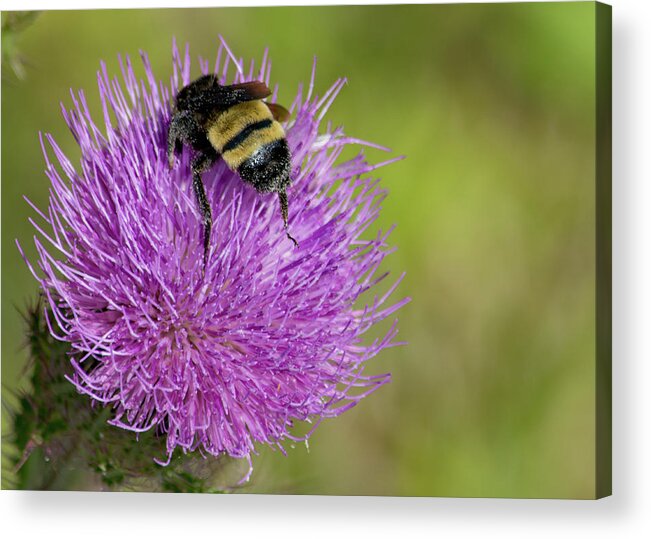 Bee Acrylic Print featuring the photograph Bee Harvest by Margaret Zabor