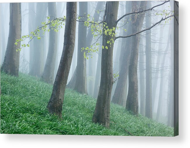 Landscapes Acrylic Print featuring the photograph Beech Woodland On A Misty Spring by James Osmond