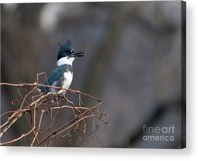 Kingfisher Acrylic Print featuring the photograph Belted KingFisher by Sam Rino